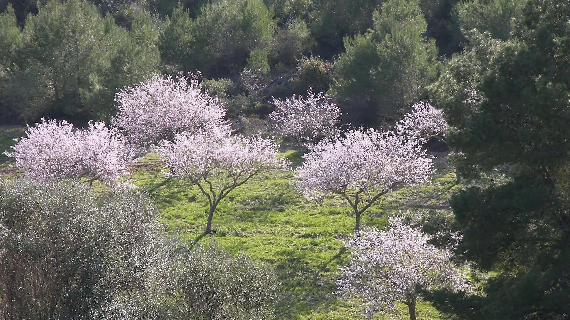 Agroturisme Es Picot Son Macia  0*, Son Macia (Mallorca)